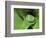 Treefrog in Center of Plant-Joe McDonald-Framed Photographic Print