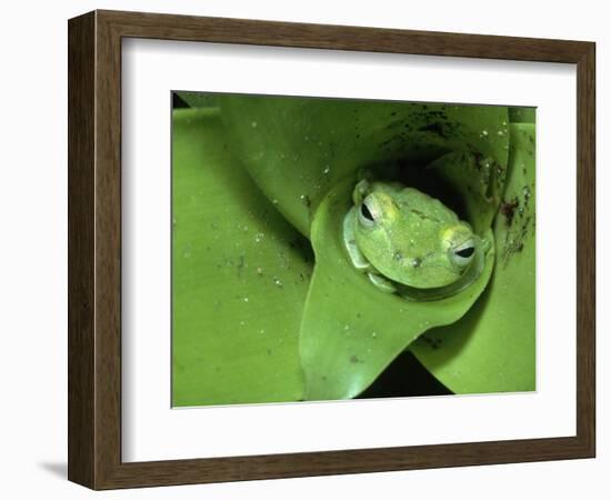 Treefrog in Center of Plant-Joe McDonald-Framed Photographic Print