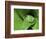 Treefrog in Center of Plant-Joe McDonald-Framed Photographic Print