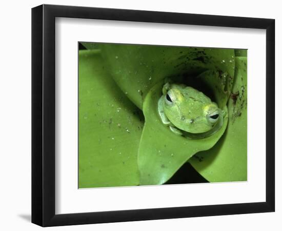 Treefrog in Center of Plant-Joe McDonald-Framed Photographic Print