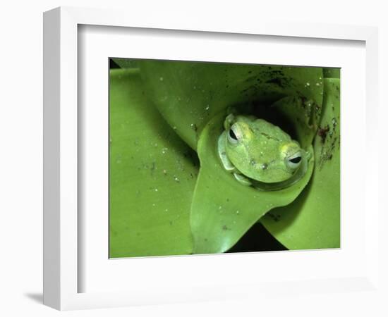 Treefrog in Center of Plant-Joe McDonald-Framed Photographic Print