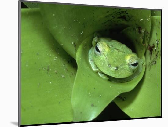 Treefrog in Center of Plant-Joe McDonald-Mounted Photographic Print