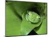 Treefrog in Center of Plant-Joe McDonald-Mounted Photographic Print