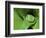 Treefrog in Center of Plant-Joe McDonald-Framed Photographic Print