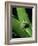 Treefrog-Joe McDonald-Framed Photographic Print