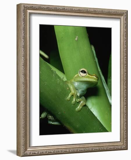 Treefrog-Joe McDonald-Framed Photographic Print