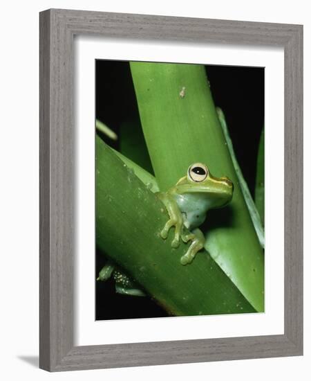 Treefrog-Joe McDonald-Framed Photographic Print