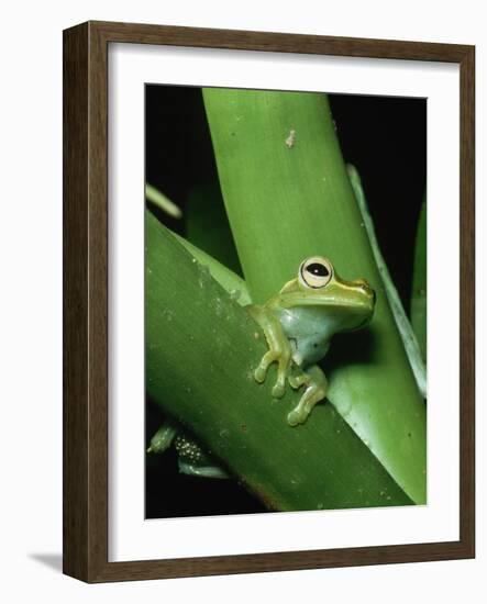 Treefrog-Joe McDonald-Framed Photographic Print