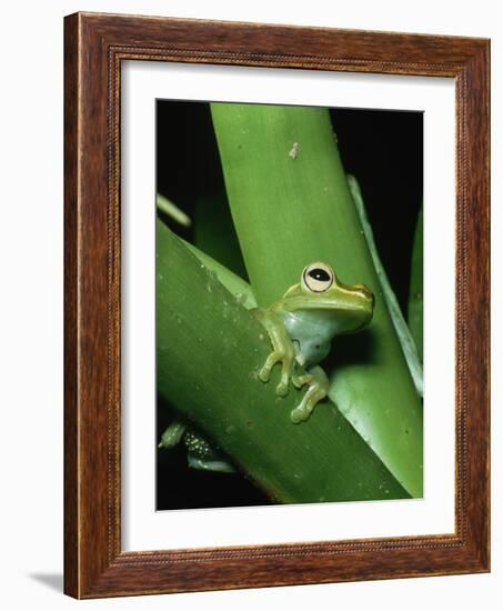 Treefrog-Joe McDonald-Framed Photographic Print