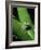 Treefrog-Joe McDonald-Framed Photographic Print