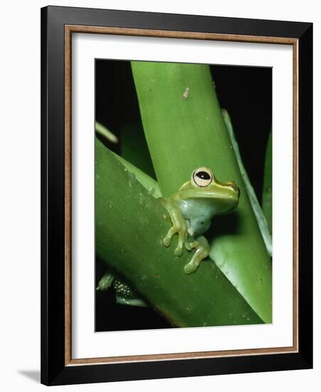 Treefrog-Joe McDonald-Framed Photographic Print