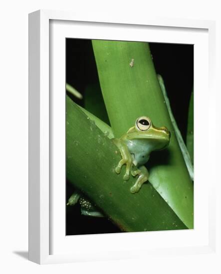 Treefrog-Joe McDonald-Framed Photographic Print