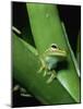 Treefrog-Joe McDonald-Mounted Photographic Print