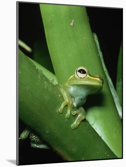 Treefrog-Joe McDonald-Mounted Photographic Print