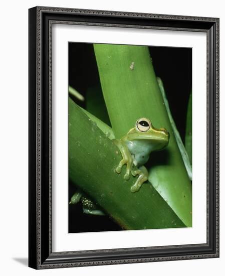 Treefrog-Joe McDonald-Framed Photographic Print