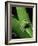 Treefrog-Joe McDonald-Framed Photographic Print