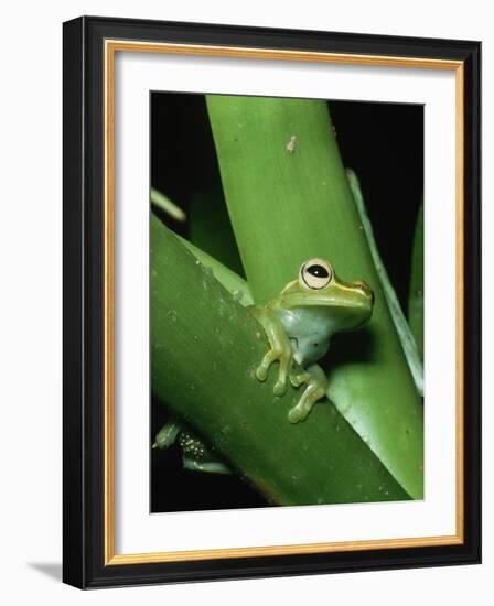 Treefrog-Joe McDonald-Framed Photographic Print