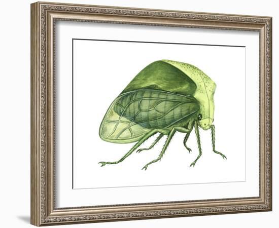 Treehopper (Ceresa Bubalus), Insects-Encyclopaedia Britannica-Framed Art Print