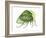 Treehopper (Ceresa Bubalus), Insects-Encyclopaedia Britannica-Framed Art Print