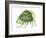 Treehopper (Ceresa Bubalus), Insects-Encyclopaedia Britannica-Framed Art Print