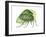 Treehopper (Ceresa Bubalus), Insects-Encyclopaedia Britannica-Framed Art Print