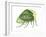 Treehopper (Ceresa Bubalus), Insects-Encyclopaedia Britannica-Framed Art Print