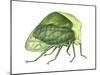 Treehopper (Ceresa Bubalus), Insects-Encyclopaedia Britannica-Mounted Art Print