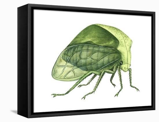 Treehopper (Ceresa Bubalus), Insects-Encyclopaedia Britannica-Framed Stretched Canvas