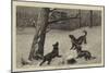 Treeing a Lynx-John Charles Dollman-Mounted Giclee Print