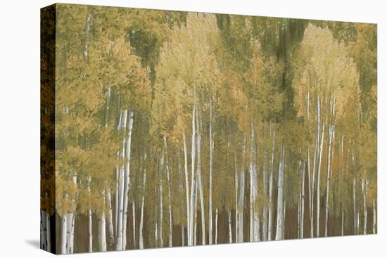 Treeline Haze - Vista-Paul Duncan-Framed Stretched Canvas