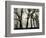 Trees, 1958-Brett Weston-Framed Photographic Print