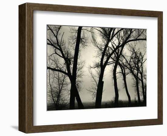 Trees, 1958-Brett Weston-Framed Photographic Print