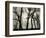 Trees, 1958-Brett Weston-Framed Photographic Print