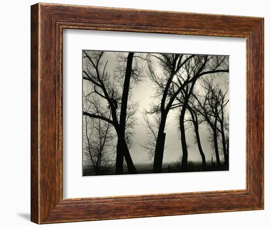 Trees, 1958-Brett Weston-Framed Photographic Print