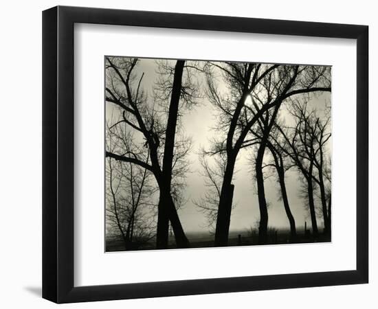 Trees, 1958-Brett Weston-Framed Photographic Print