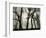 Trees, 1958-Brett Weston-Framed Photographic Print