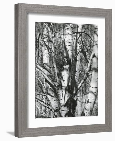 Trees, 1972-Brett Weston-Framed Photographic Print