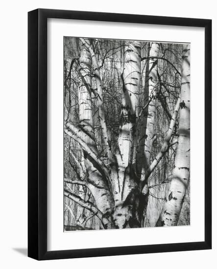 Trees, 1972-Brett Weston-Framed Photographic Print