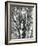 Trees, 1972-Brett Weston-Framed Photographic Print