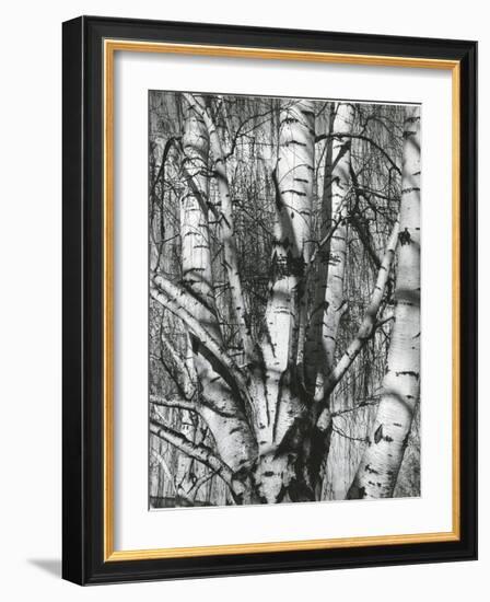 Trees, 1972-Brett Weston-Framed Photographic Print