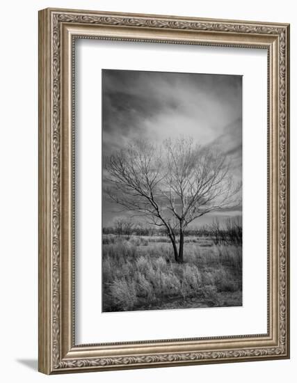 Trees after a control burn for eastern red cedar, Bosque del Apache, New Mexico-Maresa Pryor-Luzier-Framed Photographic Print