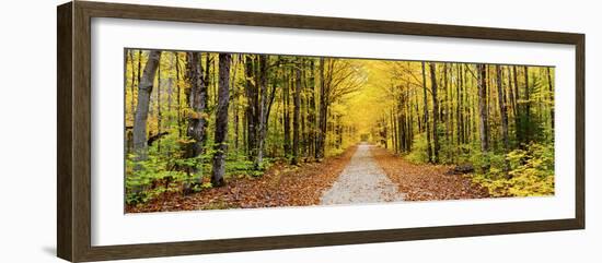 Trees Along a Pathway in Autumn, Hiawatha National Forest, Alger County, Upper Peninsula-null-Framed Photographic Print