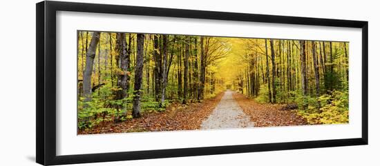 Trees Along a Pathway in Autumn, Hiawatha National Forest, Alger County, Upper Peninsula-null-Framed Photographic Print