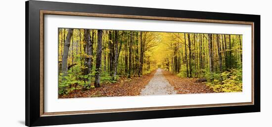 Trees Along a Pathway in Autumn, Hiawatha National Forest, Alger County, Upper Peninsula-null-Framed Photographic Print