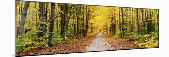 Trees Along a Pathway in Autumn, Hiawatha National Forest, Alger County, Upper Peninsula-null-Mounted Photographic Print