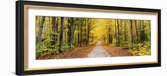 Trees Along a Pathway in Autumn, Hiawatha National Forest, Alger County, Upper Peninsula-null-Framed Photographic Print