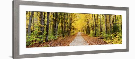 Trees Along a Pathway in Autumn, Hiawatha National Forest, Alger County, Upper Peninsula-null-Framed Photographic Print