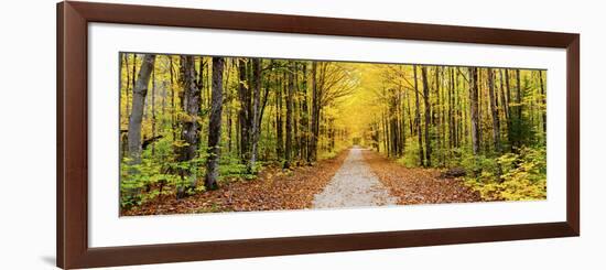 Trees Along a Pathway in Autumn, Hiawatha National Forest, Alger County, Upper Peninsula-null-Framed Photographic Print