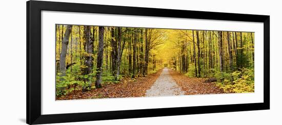 Trees Along a Pathway in Autumn, Hiawatha National Forest, Alger County, Upper Peninsula-null-Framed Photographic Print