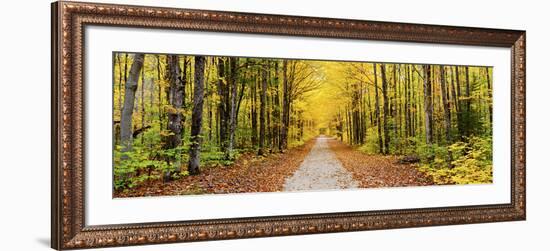 Trees Along a Pathway in Autumn, Hiawatha National Forest, Alger County, Upper Peninsula-null-Framed Photographic Print